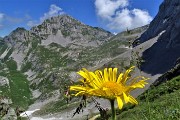 SENTIERO DEI FIORI ‘Claudio Brissoni’ ad anello da Capanna 2000 il 9 luglio 2020 - FOTOGALLERY